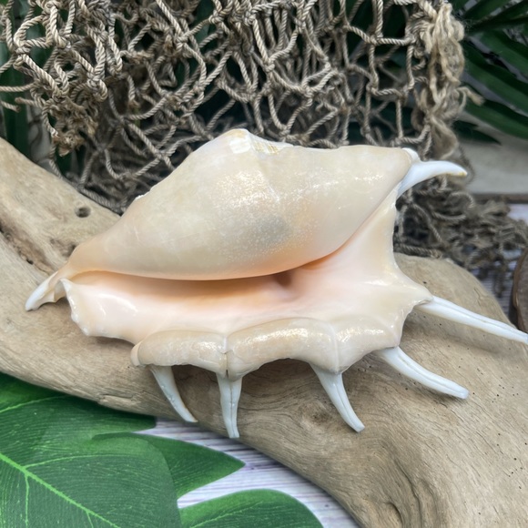 XL Spider CONCH SEASHELL Collector Display Shell nautical Decor beach coastal - Picture 14 of 16